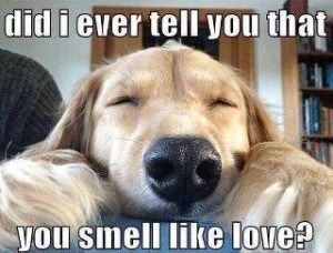 smell like love