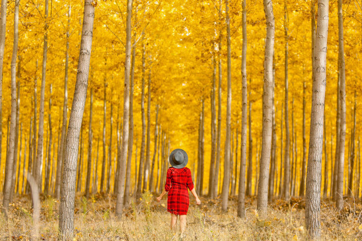 17 Breathtaking Places for the Best Fall Foliage in the USA // Local Adventurer #fall #fallfoliage #usa #travel #autumn #trees #leaves #orange #boardman #oregon