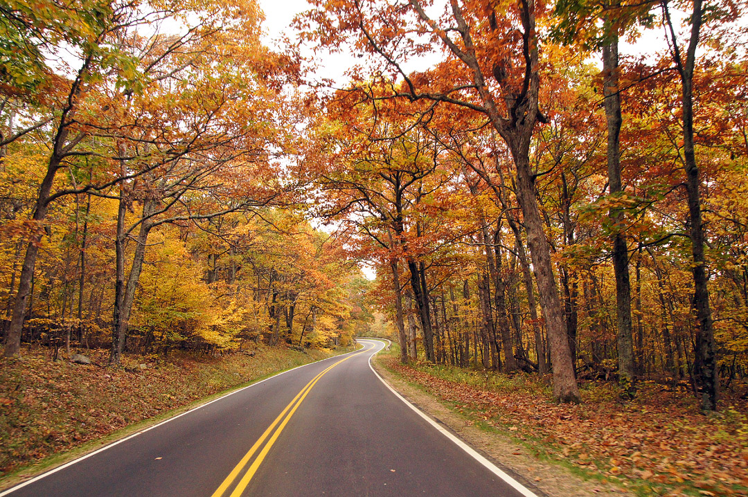 Shenandoah National Park Fall Foliage + 17 Best Places to See Fall Colors in USA // Local Adventurer #usa #travel #fall #foliage #autumn #leaves #trees #shenandoah #va #virginia