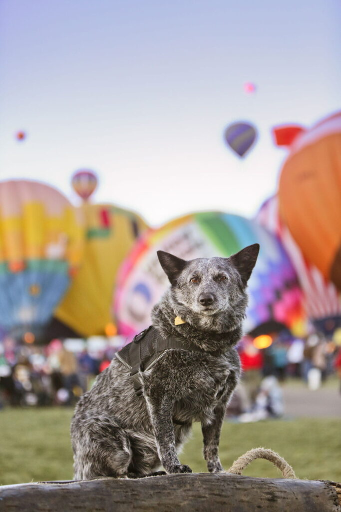 Albuquerque New Mexico Balloon Festival 2020