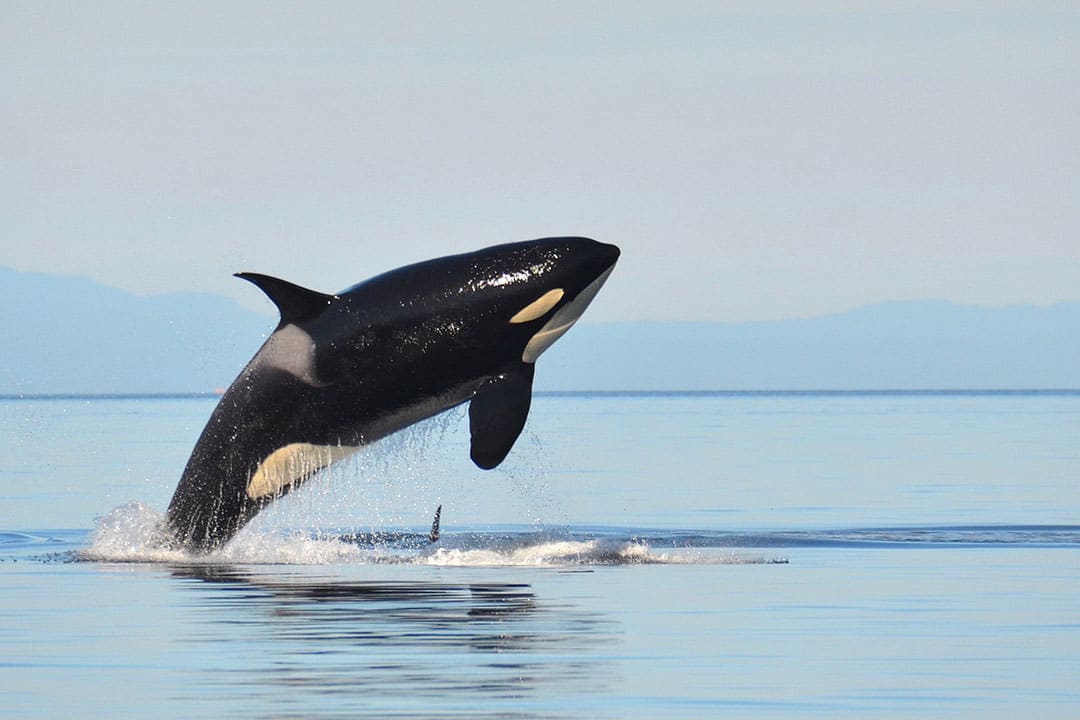 San Juan Islands Whale Watching Season + Your Ultimate Guide of When and Where to Go Whale Watching in the US