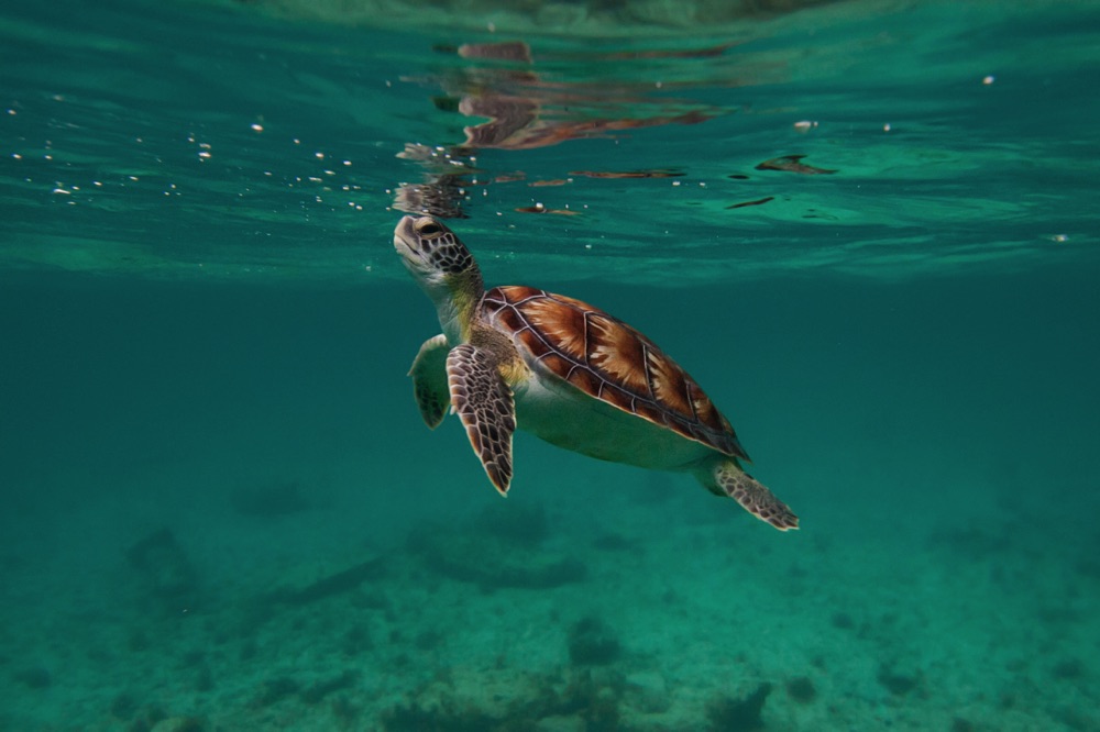 what to do in cancun go snorkelling to see turtles