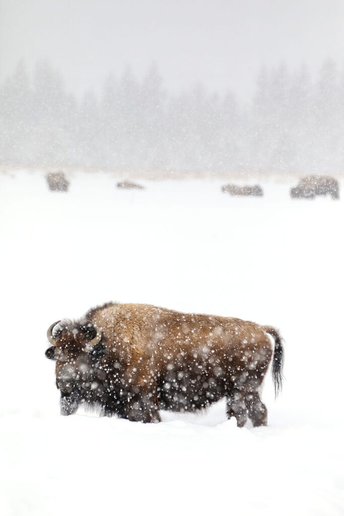 grand tetons wildlife