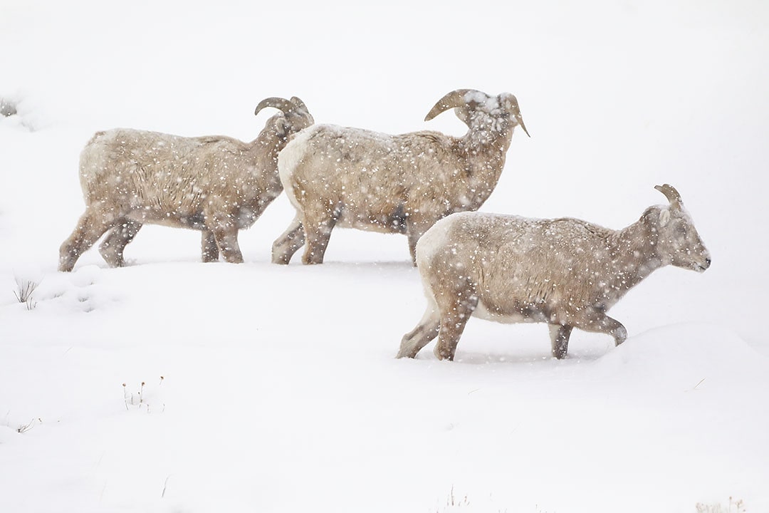 jackson hole wildlife safaris