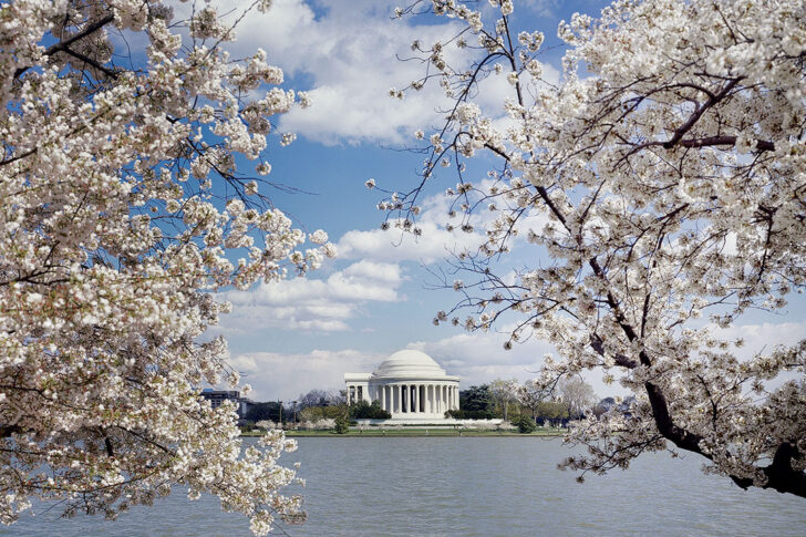 Tidal Basin + Best Place to See Cherry Blossoms in the US // Local Adventurer #cherryblossom #spring #washingtondc