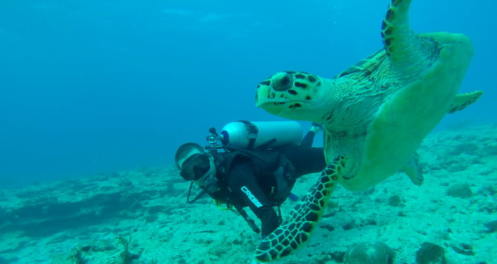 scuba diving is one of the best things to do in mexico
