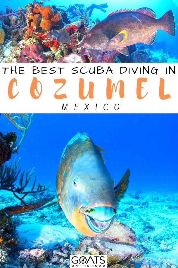 “The Best Scuba Diving in Cozumel, Mexico