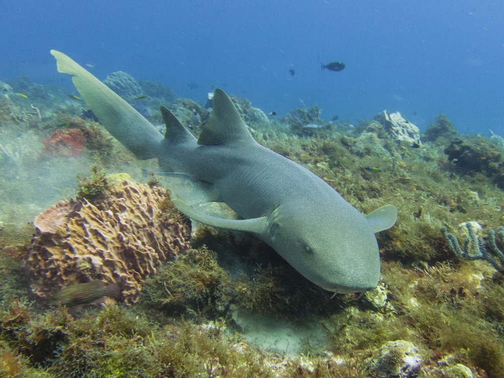 nurse shark cozumel