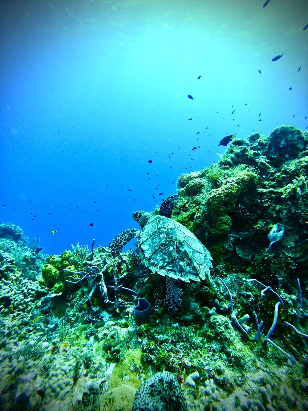 scuba diving in cozumel turtle
