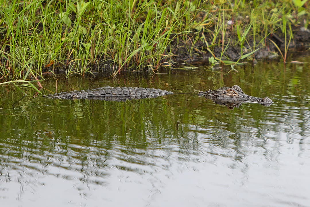 myakka river boat tours gators