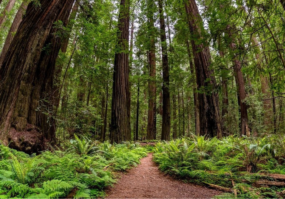 free things to do sacramento