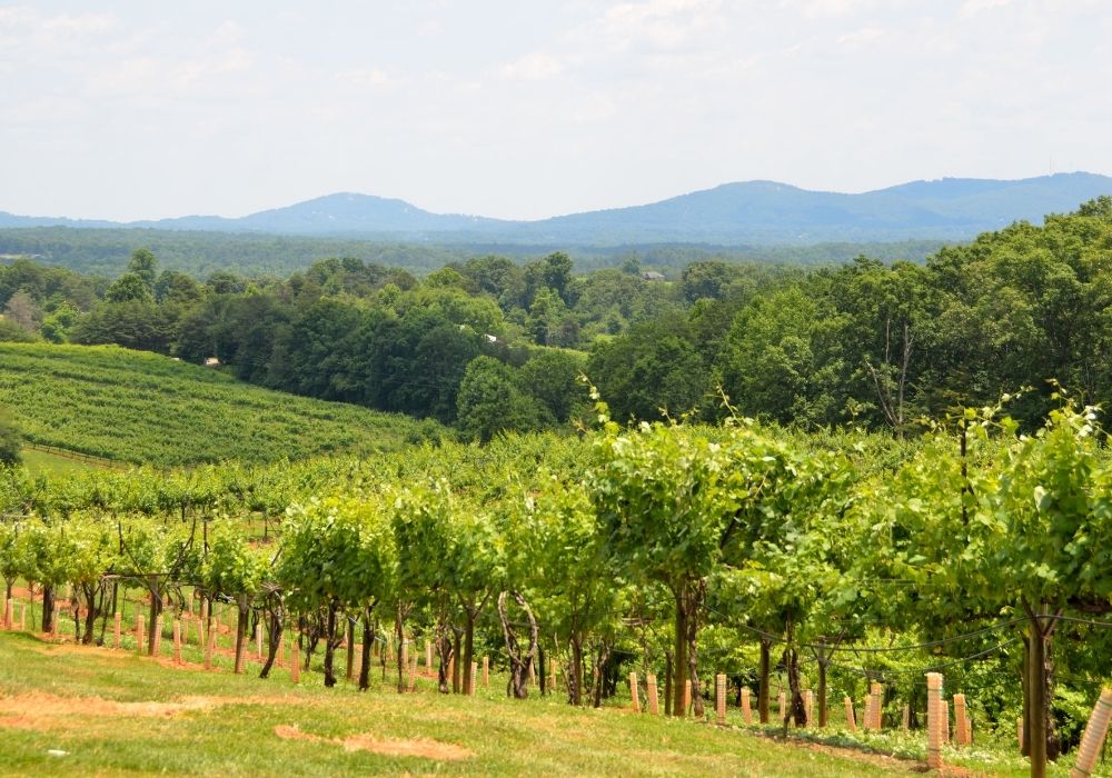 vineyards in tbiisi