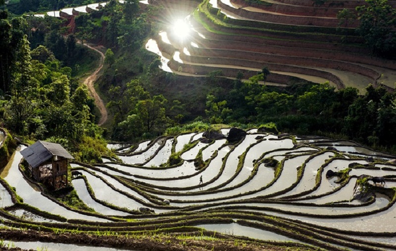 ruộng bậc thang sapa