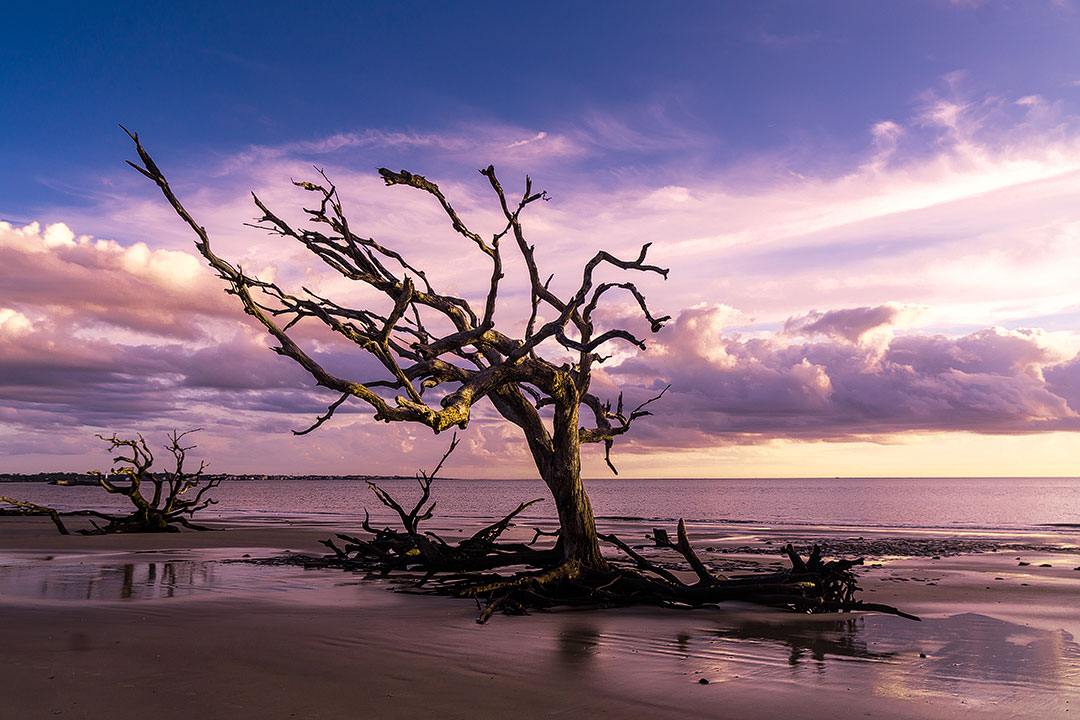 Driftwood Beach Jekyll Island + 15 Best Weekend Trips from Atlanta GA