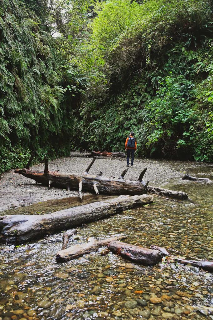 fern canyon trail