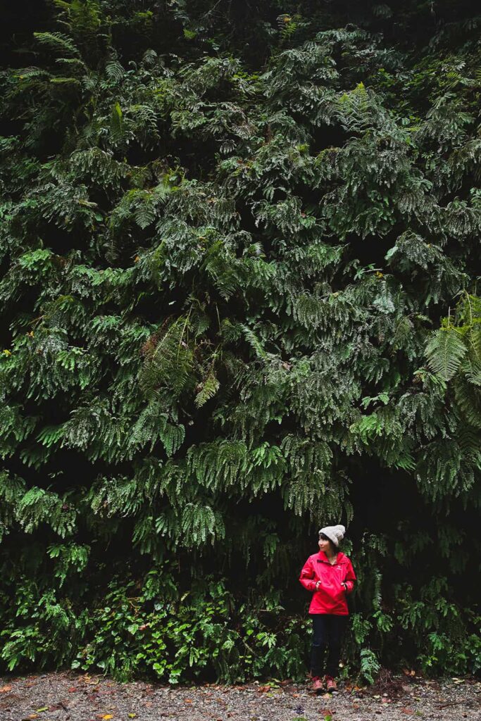 fern canyon jurassic park