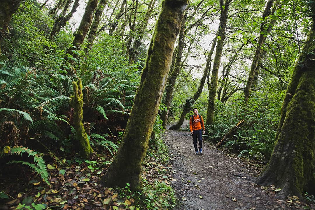 fern canyon hike