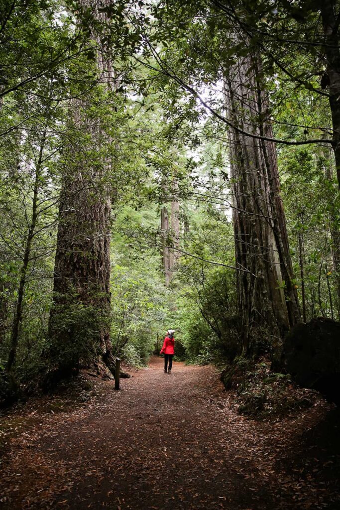 lady bird johnson grove trail