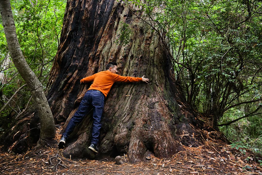 lady bird johnson redwood grove