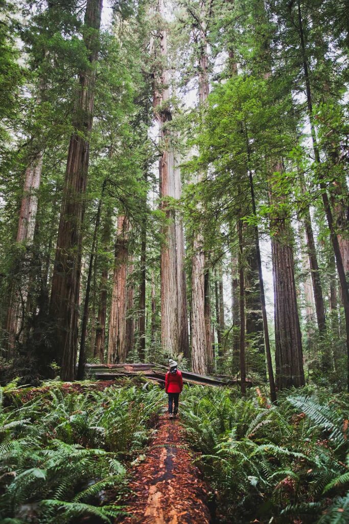 stout grove redwood national park