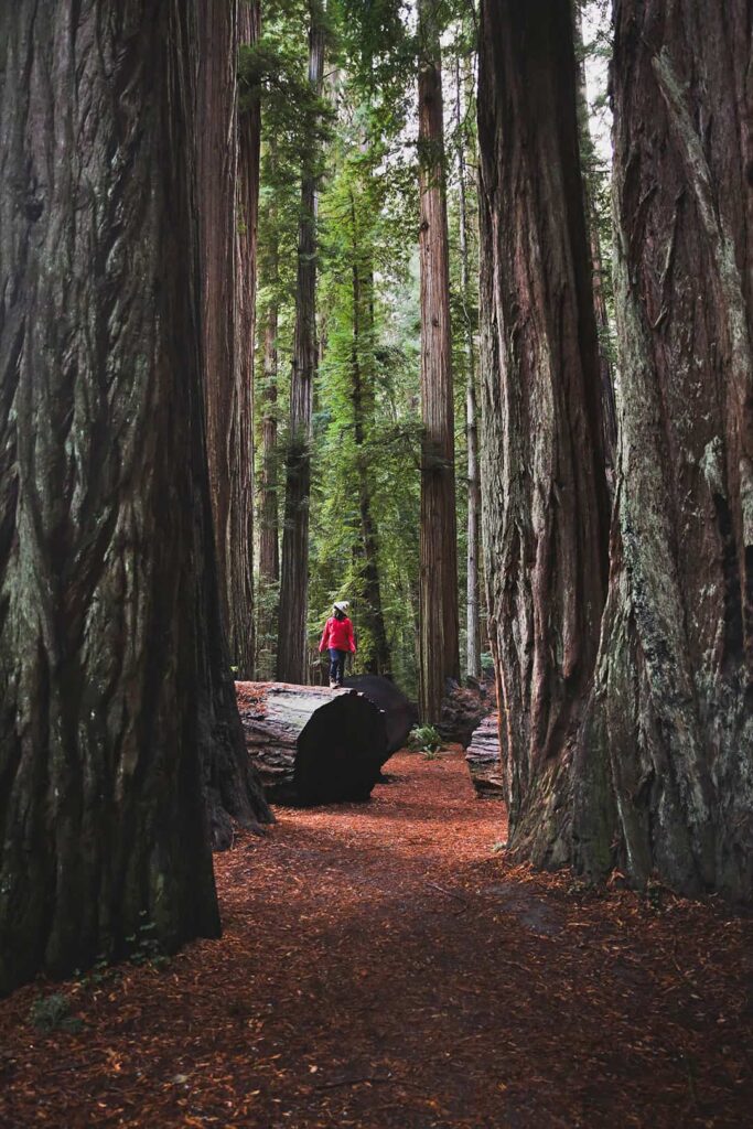 stout grove trail