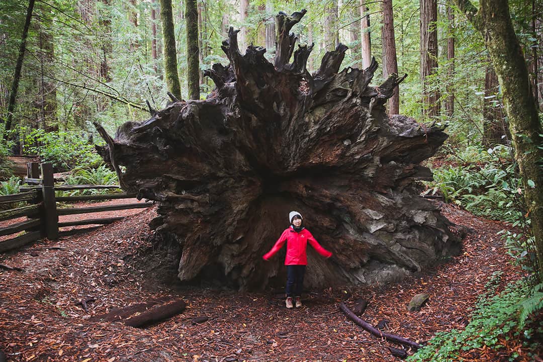 stout grove hike - things to do in jedediah smith state park