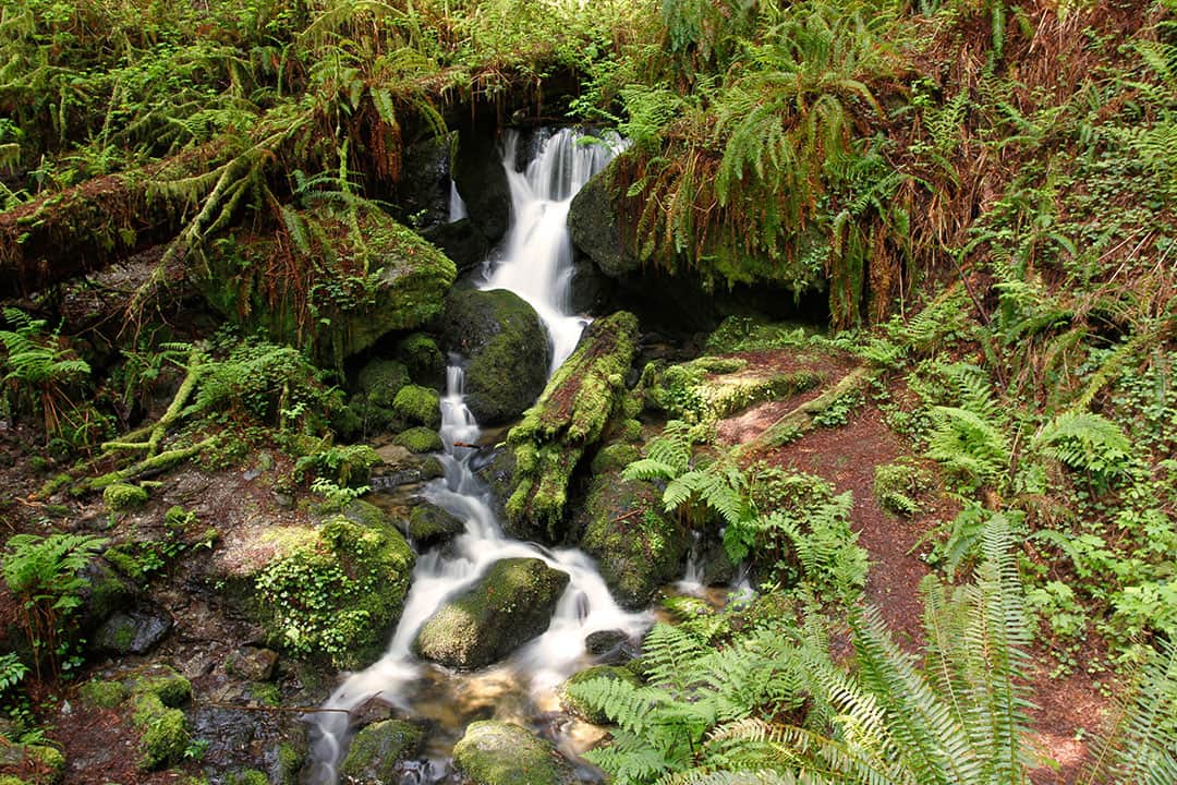 trillium falls trail