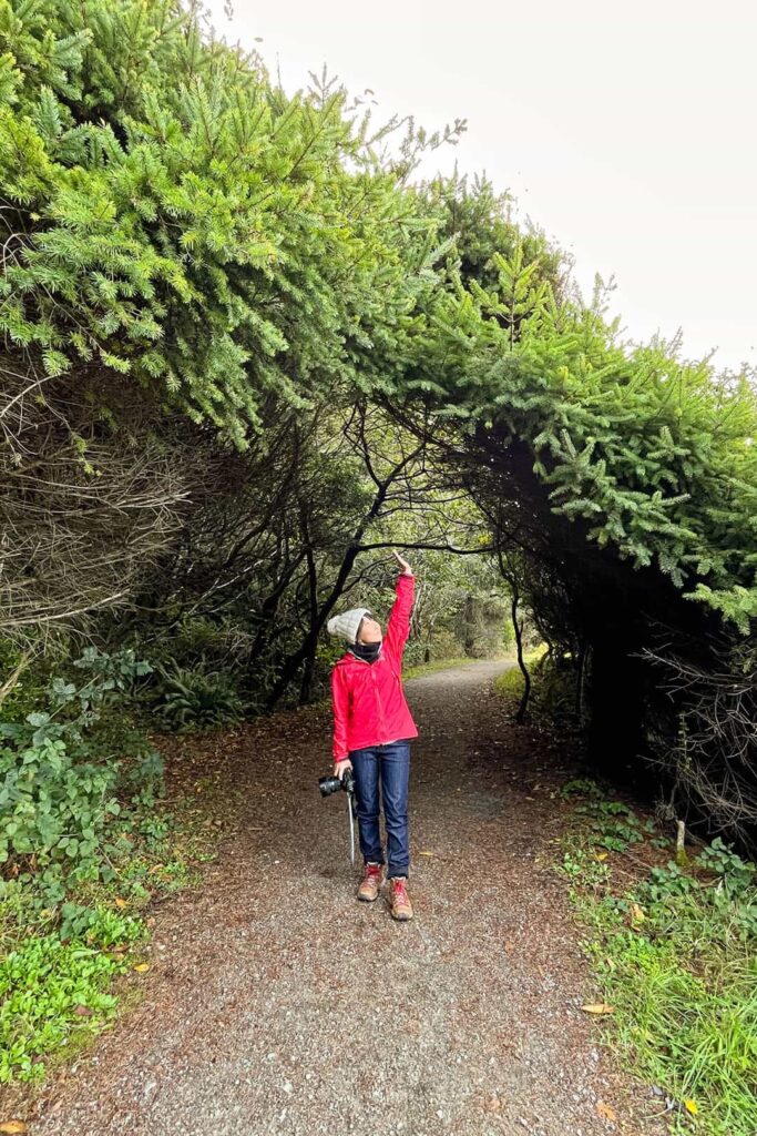 enderts beach trail del norte coast redwoods state park