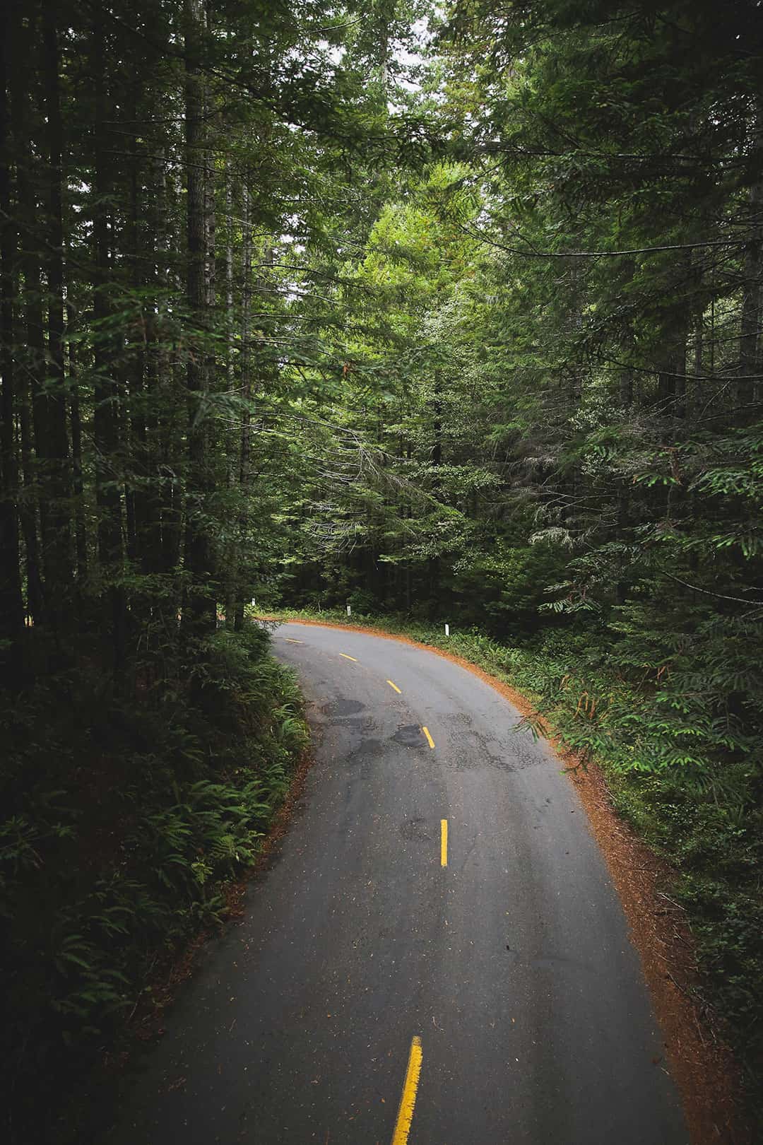 bald hills road redwood national park