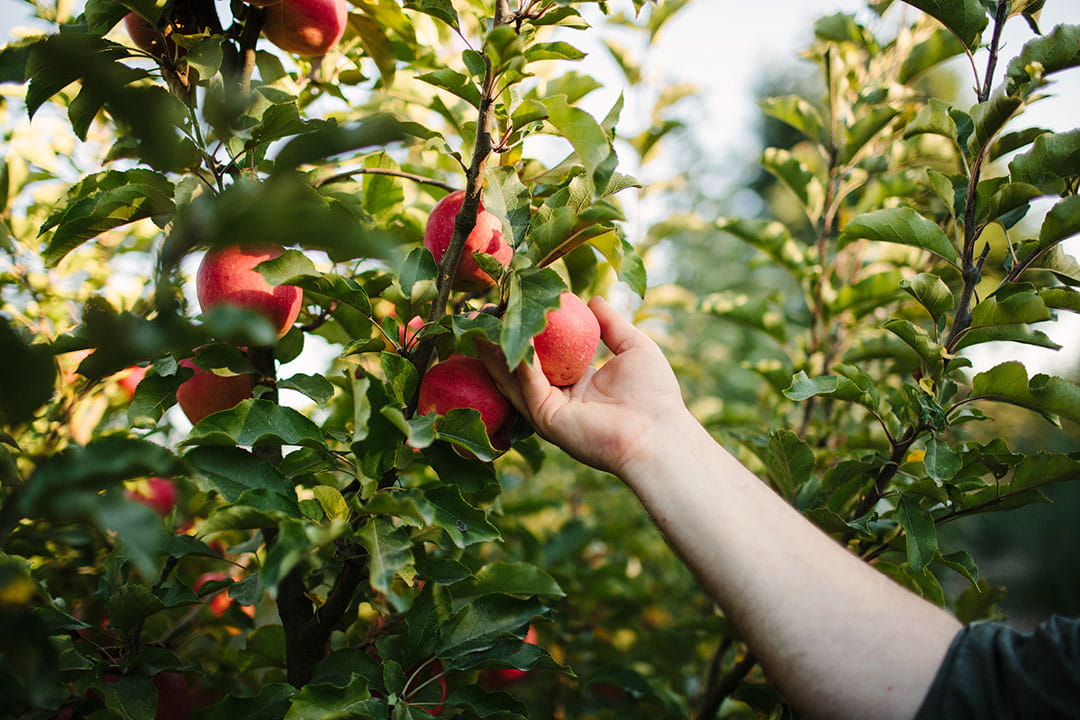 apple gleaning sonoma apple picking sebastopol