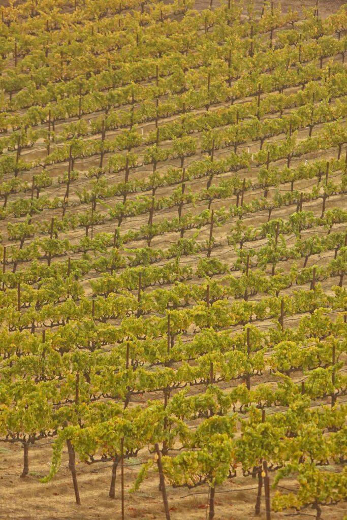 paradise ridge winery