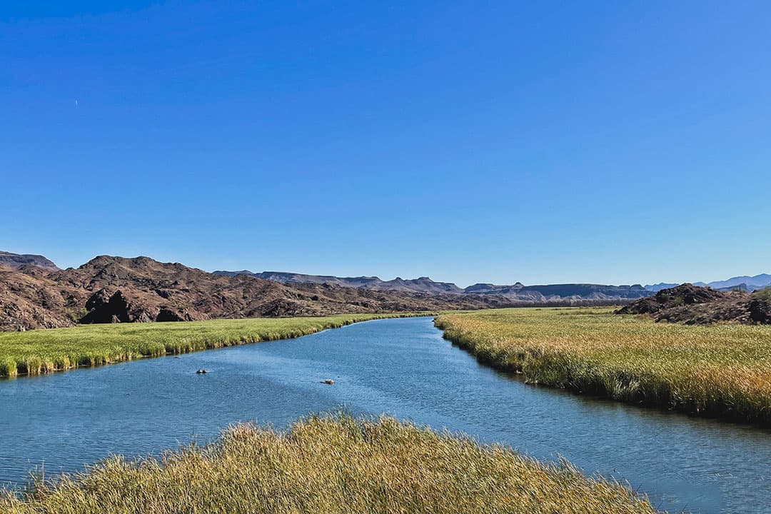 bill williams river national wildlife refuge