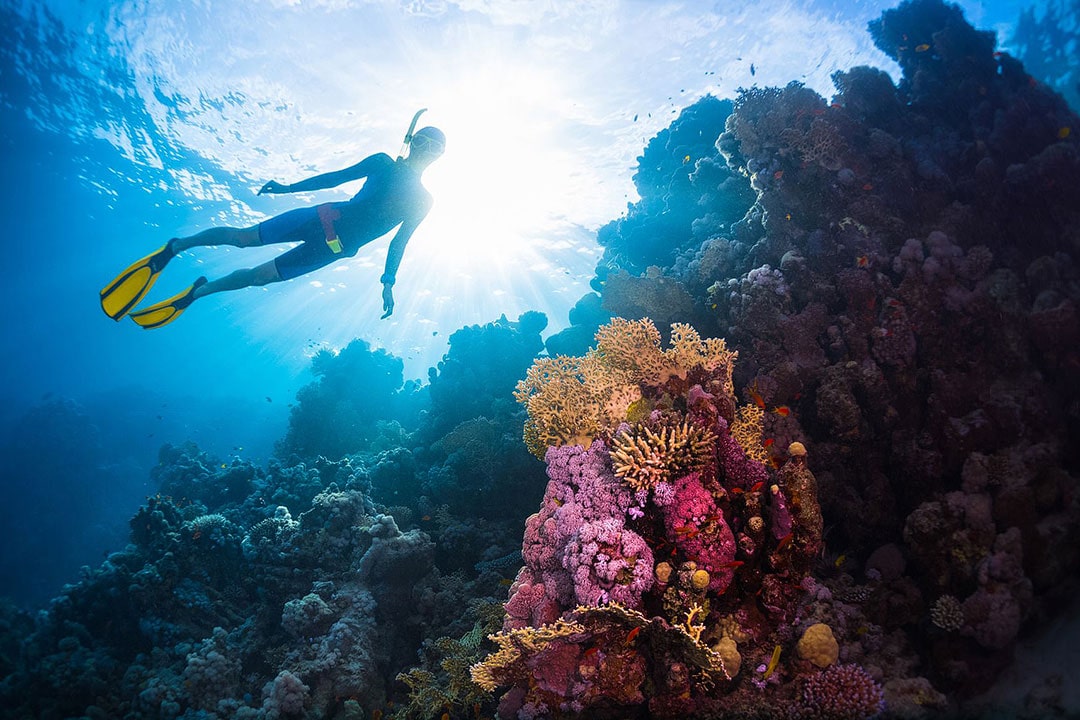 flower garden banks diving