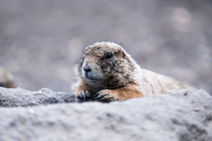 punxsutawney groundhog festival