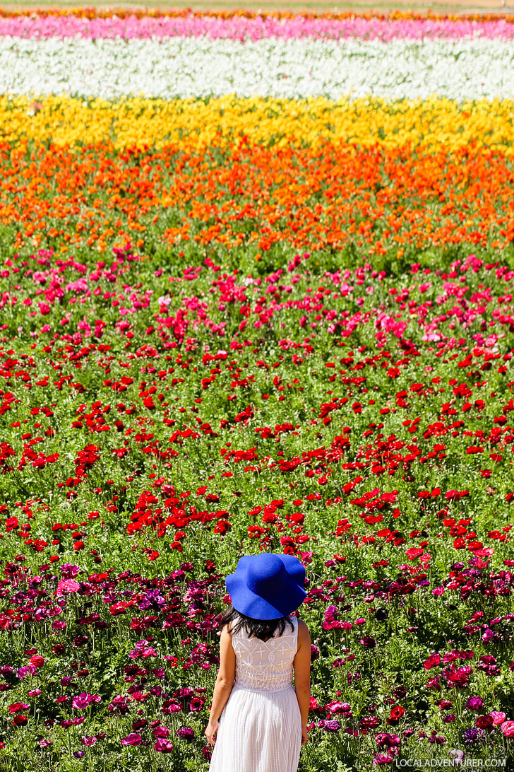 Carlsbad Flower Fields + All the Best Places to Stop on the Pacific Coast Highway California // localadventurer.com