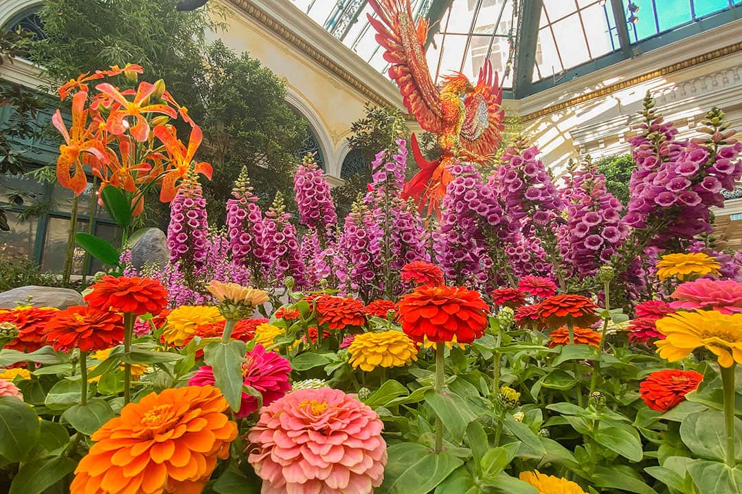 bellagio flowers