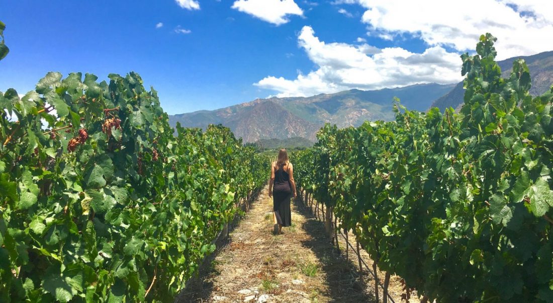 working on a vineyard is a great way to get paid to travel the world