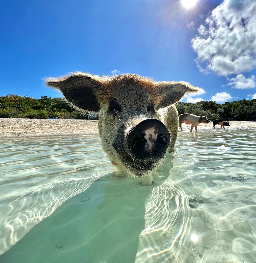 famous swimming pigs in the bahamas