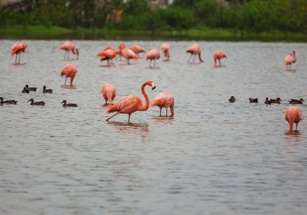 things to do in the yucatan see flamingos