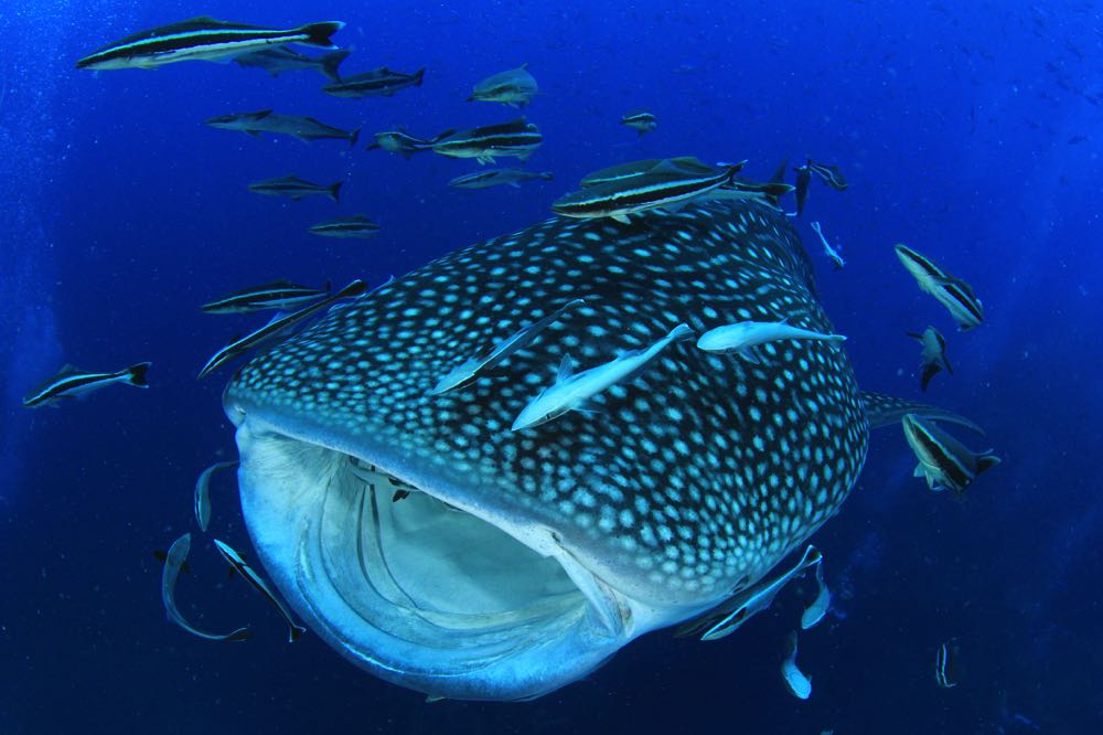 swimming with whale sharks in isla mujeres