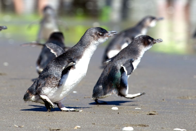 Little Blue Penguins runs towards the se