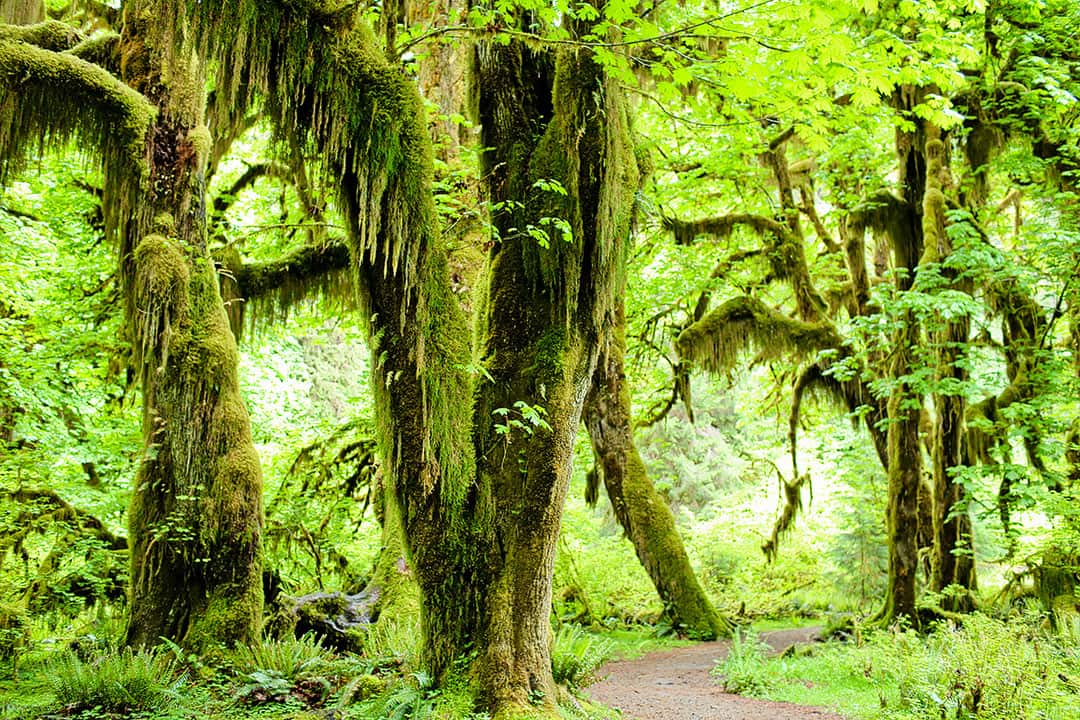Hall of Mosses Olympic National Park