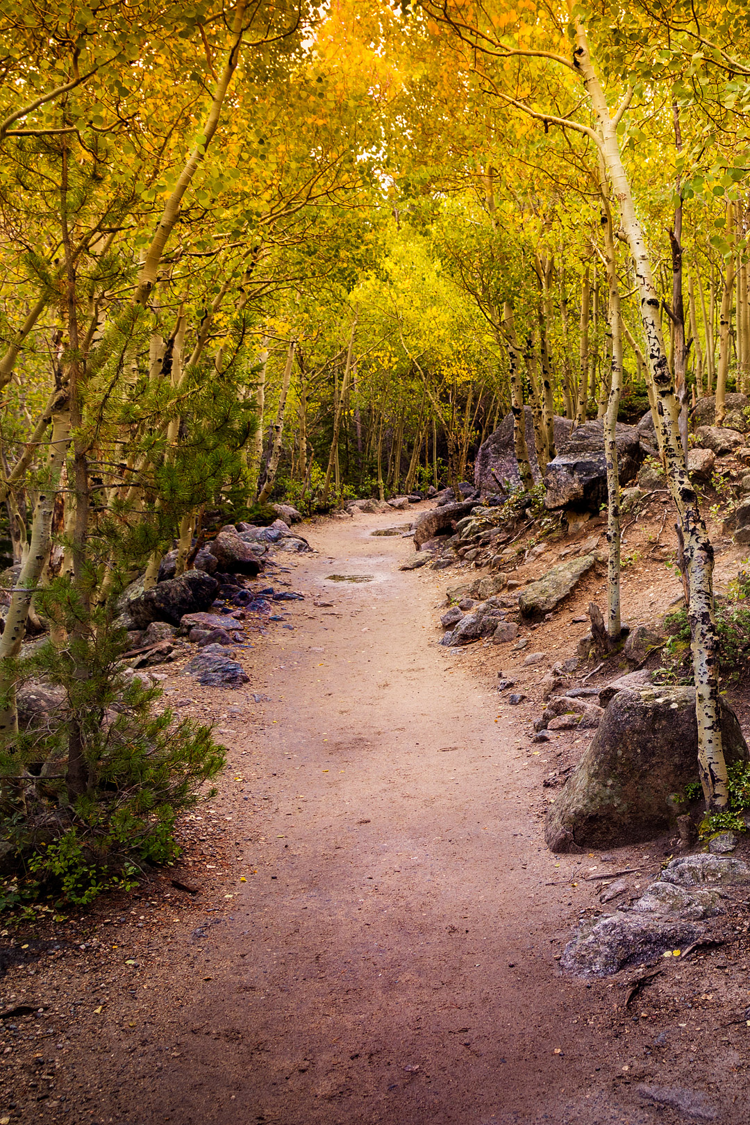 Rocky Mountain National Park Fall Colors + 17 Best National Parks to Visit in the Fall and US Cities with Beautiful Fall Colors // Local Adventurer #usa #travel #fall #foliage #autumn #leaves #trees #colorado #nationalpark #findyourpark