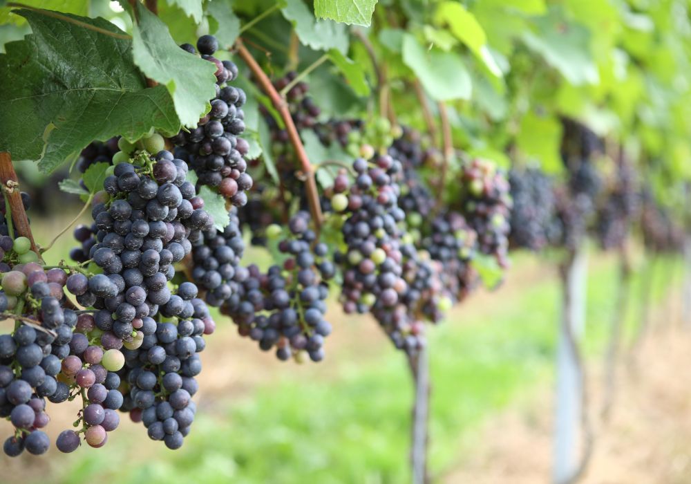 Grapes in vinyard.