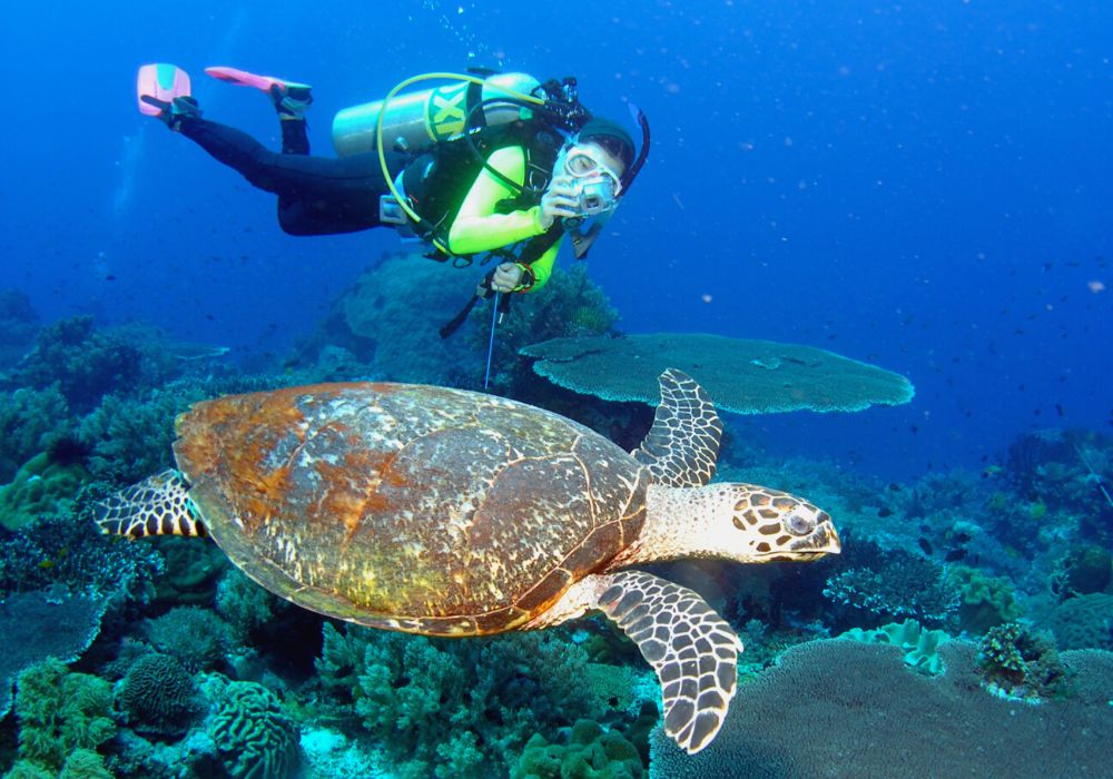 A scuba diver takes a photo of a huge green turtle.