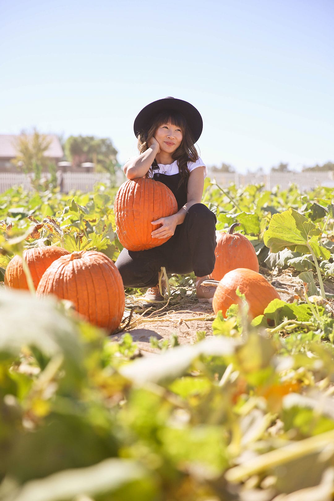 gilcrease pumpkin patch