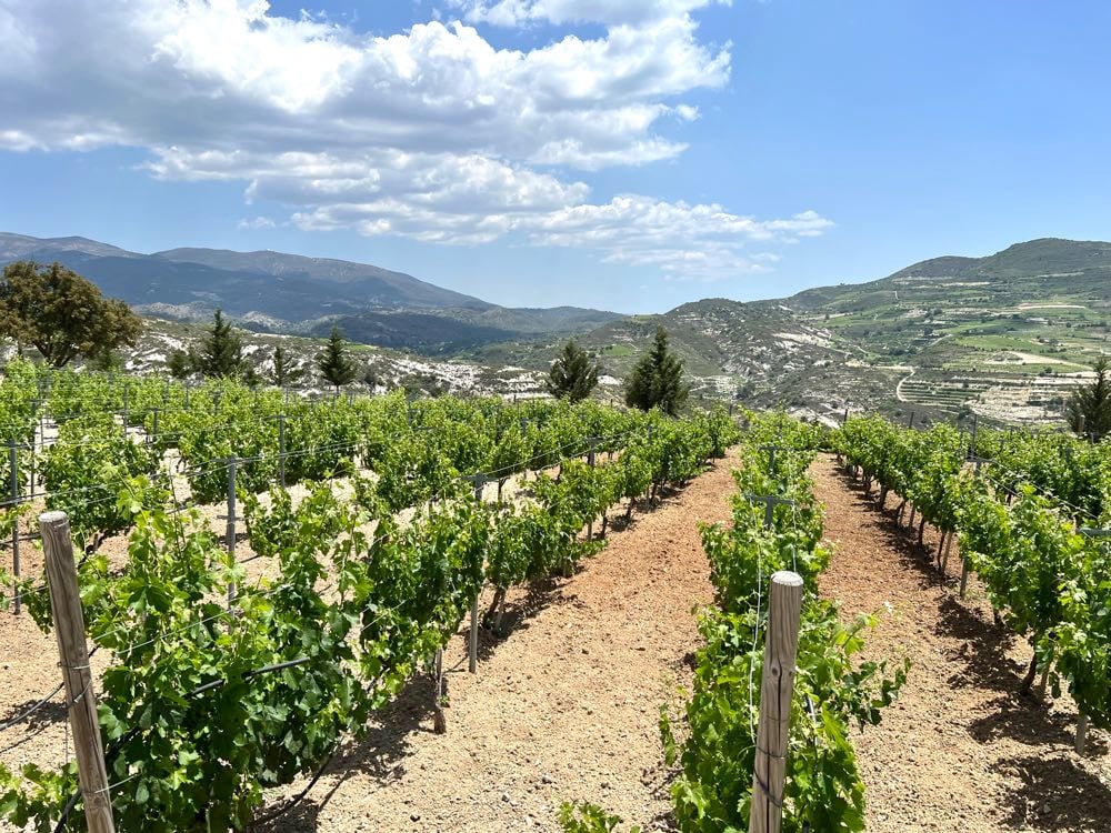Vasilikon winery in cyprus view of the vineyards