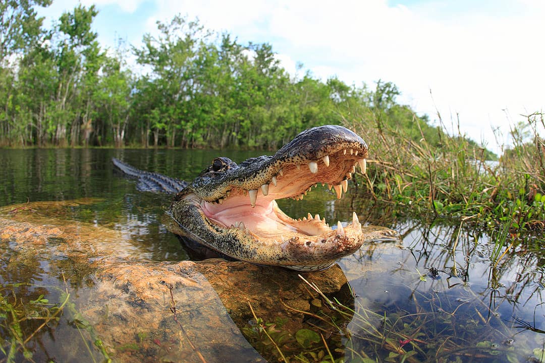 things to do in everglades national park