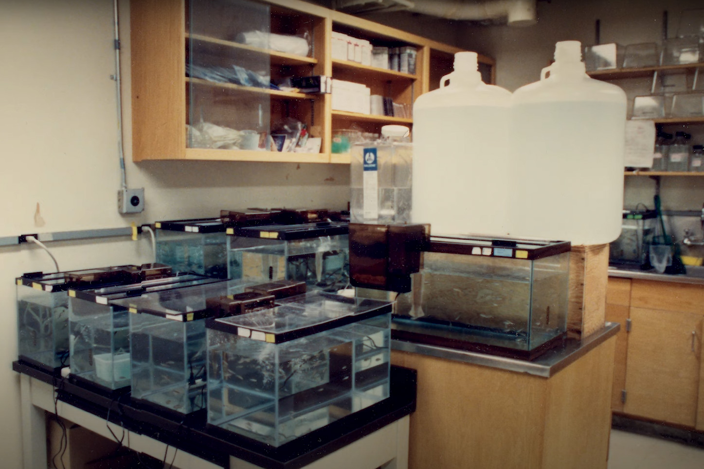 A view of Hopkins lab space showing fish tanks on every surface.