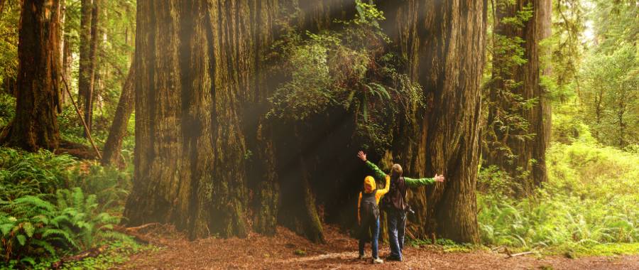 two kids standing in front of an enormous redwood for perspective at Redwood National and State Parks